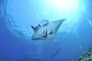 Manta Rays