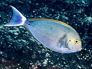 Yellomask Surgeonfish