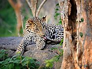 Sri Lankan leopard