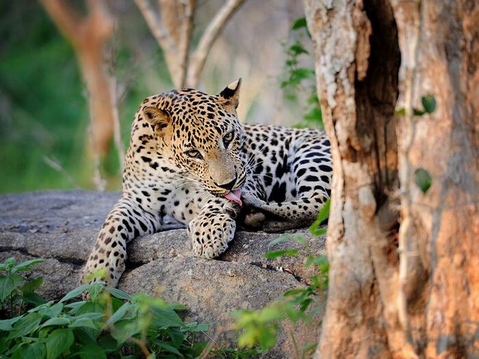 Wildlife in Kaudulla National Park | A Listly List