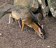 Sri Lankan mouse deer