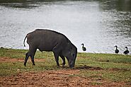 Sri Lankan wild boar