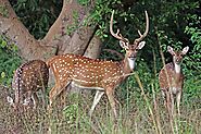 Sri Lankan mouse deer