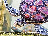 Explore Turtle Hatchery