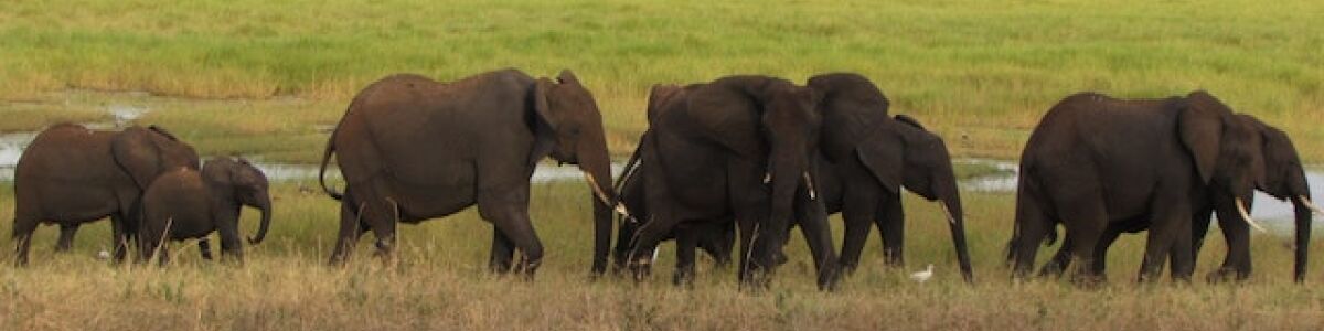Headline for Exploring Dambulla's Majestic Elephants - A Journey of Discovery