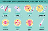 Unlocking the process of Fertilization in In Vitro Fertilization (IVF)