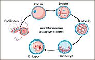 Blastocyst Meaning in Hindi | ब्लास्टोसिस्ट क्या है? | ब्लास्टोसिस्ट स्थानांतरण