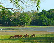 WILPATTU NATIONAL PARK SAFARI