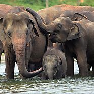 PINNAWELA ELEPHANT ORPHANAGE