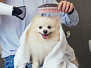 Dog Grooming and Cat Grooming at Home Expert Services in Mumbai