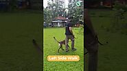 Puppy Training, Dog Training & Cat Training Services in Mumbai