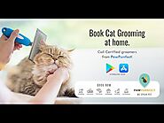 Book a Certified Cat Groomer at Your Doorstep | Pawpurrfect