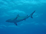 Grey Reef Shark