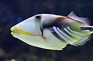 Triggerfish