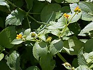 Wollastonia biflora