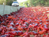 The Astonishing Annual Red Crab Migration Named...