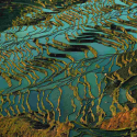 China's Incredible Colored Rice Terraces ...