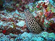 Moray Eels