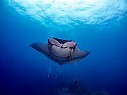 Manta Ray