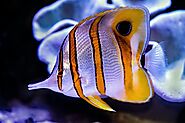 Scrawled Butterflyfish