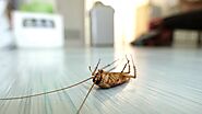 Cockroach Extermination Services | Commercial & Residential