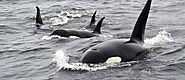 Thrilling Killer Whale Tours In Bremer Bay
