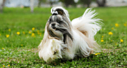 What is Shih Tzu Dog Price in India | Puppies Breed