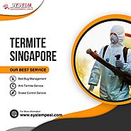 Termites Beware: Unveiling the Ultimate Defense in Singapore!