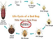 Find Best Bed Bug Extermination in Bellevue - Title Town Pest Pros