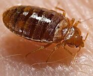 Bed Bug pest control | Truly Nolen India