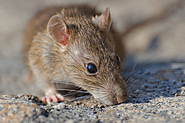 Rodent Control Services | Truly Nolen India