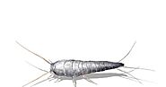 4 Things You Need to Know about Silverfish Infestations to Keep Your Home Pest-Free