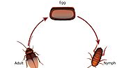 Understanding the Health Risks of Cockroach Infestations