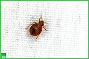 How to Get Rid of Bed Bugs Completely? Safe and Effective Methods - SWF Egypt Pest Control