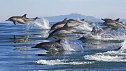 Dolphin Watching