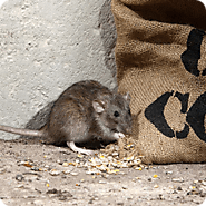 Rat Pest Control & Rodent Pest Control in Melbourne