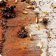 Termite Treatment & Termite Pest Control in Melbourne