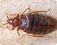 Bed Bug Treatment & Bed Bug Removal in Melbourne