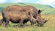 It is Not Possible to End Rhino Poaching Completely: Forest Minister of Assam | Voice Of Greater Assam