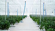 Hydroponic Farming Technology Setup, Hydroponic Commercial and Vertical Farming in India by Brio Hydroponics, Ahmedab...