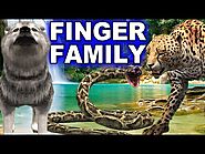Finger Family Song - Animals Singing Songs for Children - Finger Family Children Songs