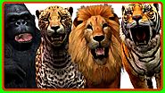 Wild Animal Sounds of T-Rex Dinosaur Tiger Lion Cheetah Gorilla | Finger Family Wild Animals Attacks