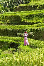 Visit the Tegallalang rice terrace