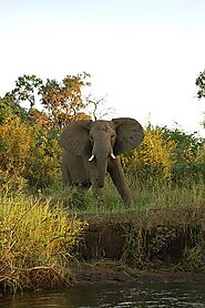 Lower Zambezi National Park