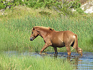 Go pony trekking