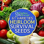 Heirloom Preppers Pack Special Non-gmo Non-hybrid 36,666 Seeds Free Bonus 61 Varieties
