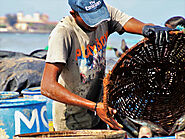 Visit Malé Fish Market