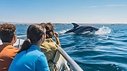 The Ultimate Guide to Dolphin and Whale Watching in Nelson Bay