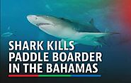 Mexico Shark Attack - Boston Woman Dies After Shark Attack while Paddle Boarding in Bahamas