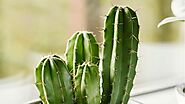 Best Cactus Plants | Premium Quality | Planet Desert